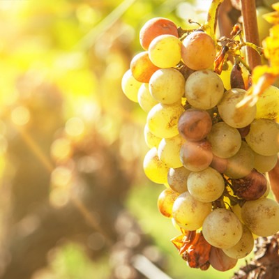 Weinanbauregionen